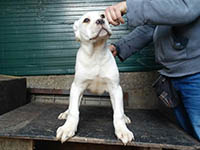 cucciolo cane corso bianco